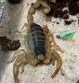Magazoo Juvenile Arizona Hairy scorpion #2 / Hadrurus arizonensis