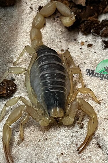 Magazoo Scorpion Jaune D'Arizona #2 (Juvénile) / Hadrurus arizonensis