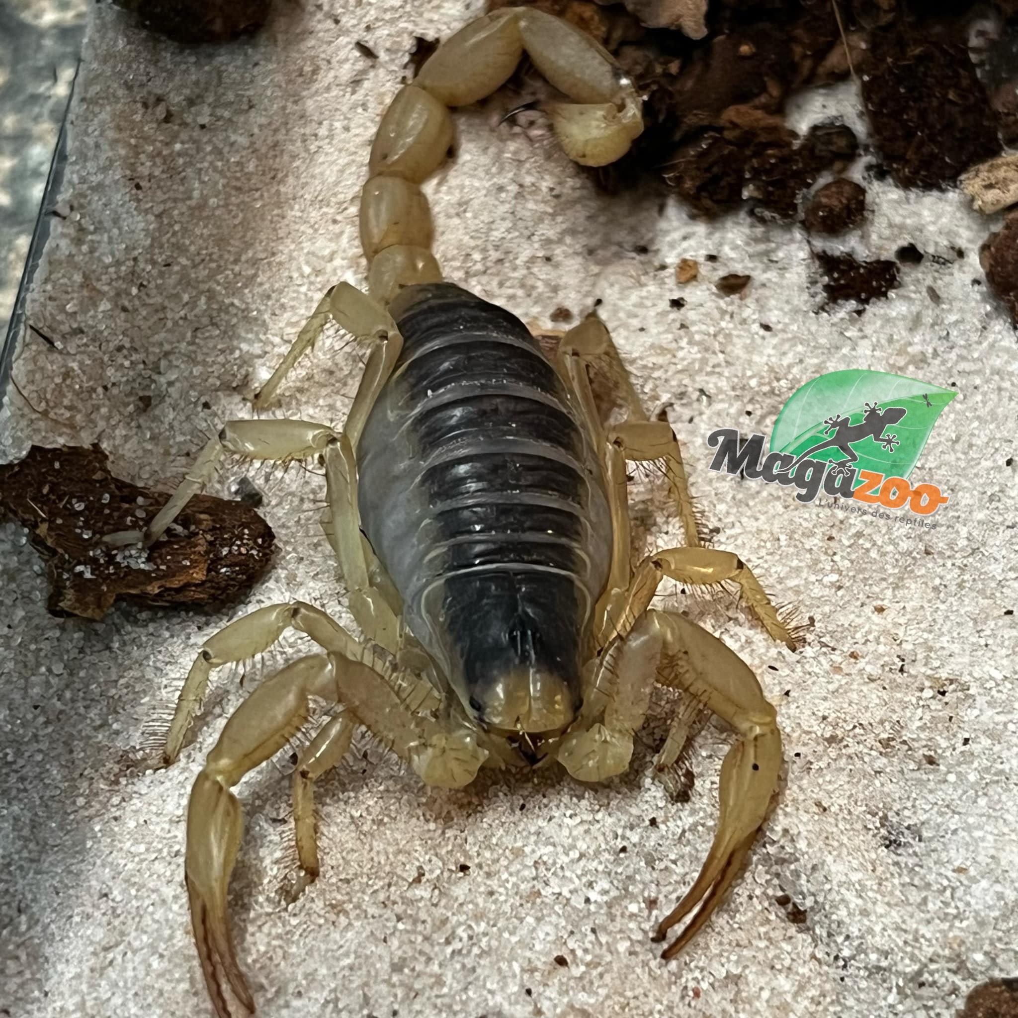 Magazoo Scorpion Jaune D'Arizona #2 (Juvénile) / Hadrurus arizonensis