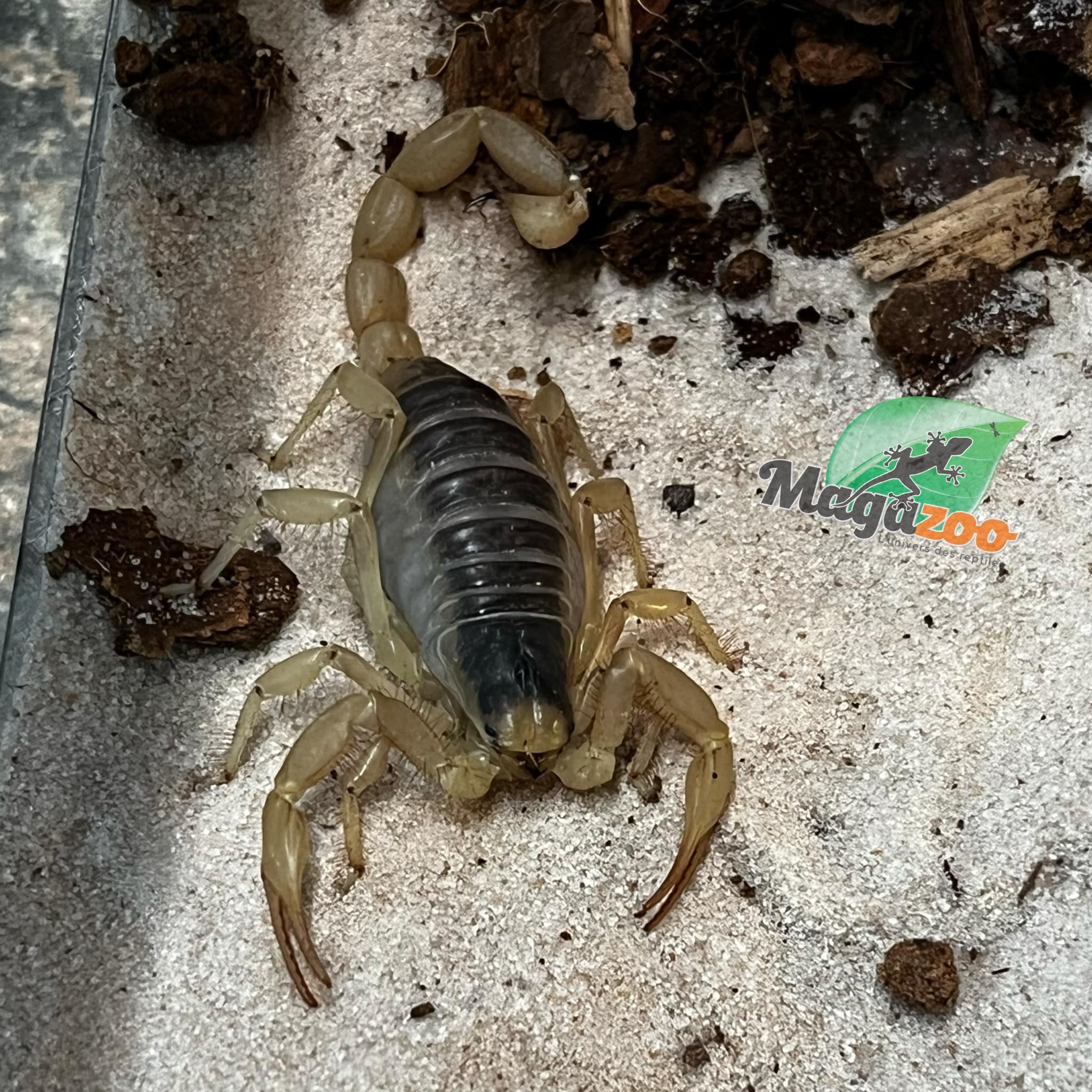 Magazoo Scorpion Jaune D'Arizona #2 (Juvénile) / Hadrurus arizonensis