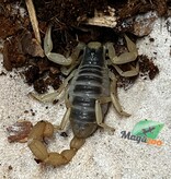 Magazoo Scorpion Jaune D'Arizona #2 (Juvénile) / Hadrurus arizonensis
