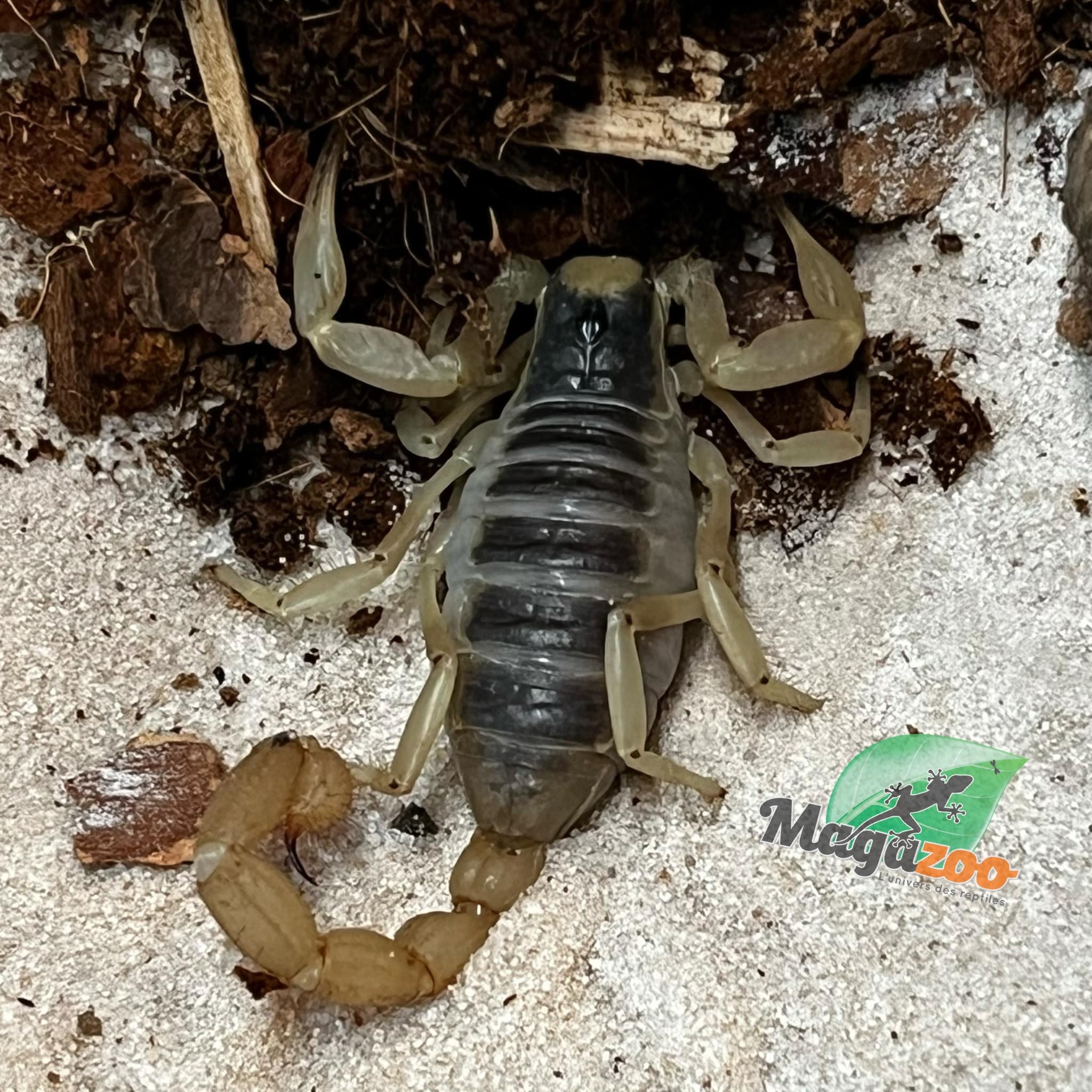 Magazoo Juvenile Arizona Hairy scorpion #2 / Hadrurus arizonensis