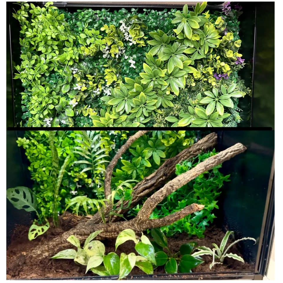 All things reptile ATR Arrière-plan naturaliste