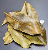La Swamp LA SWAMP Mangosteen leaves