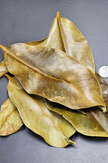 La Swamp LA SWAMP Mangosteen leaves