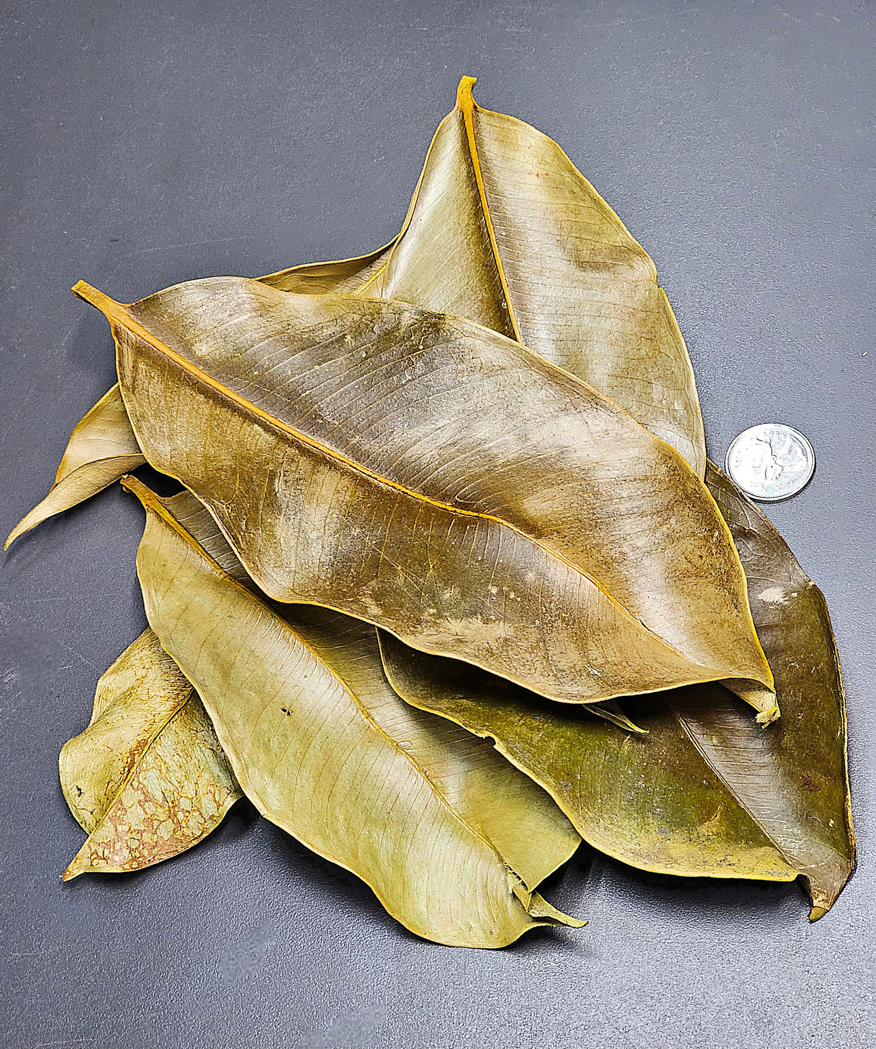 La Swamp LA SWAMP Feuilles de mangoustan