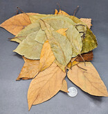 La Swamp LA SWAMP Feuilles d'avocatier