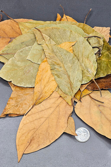 La Swamp LA SWAMP Avocado leaves