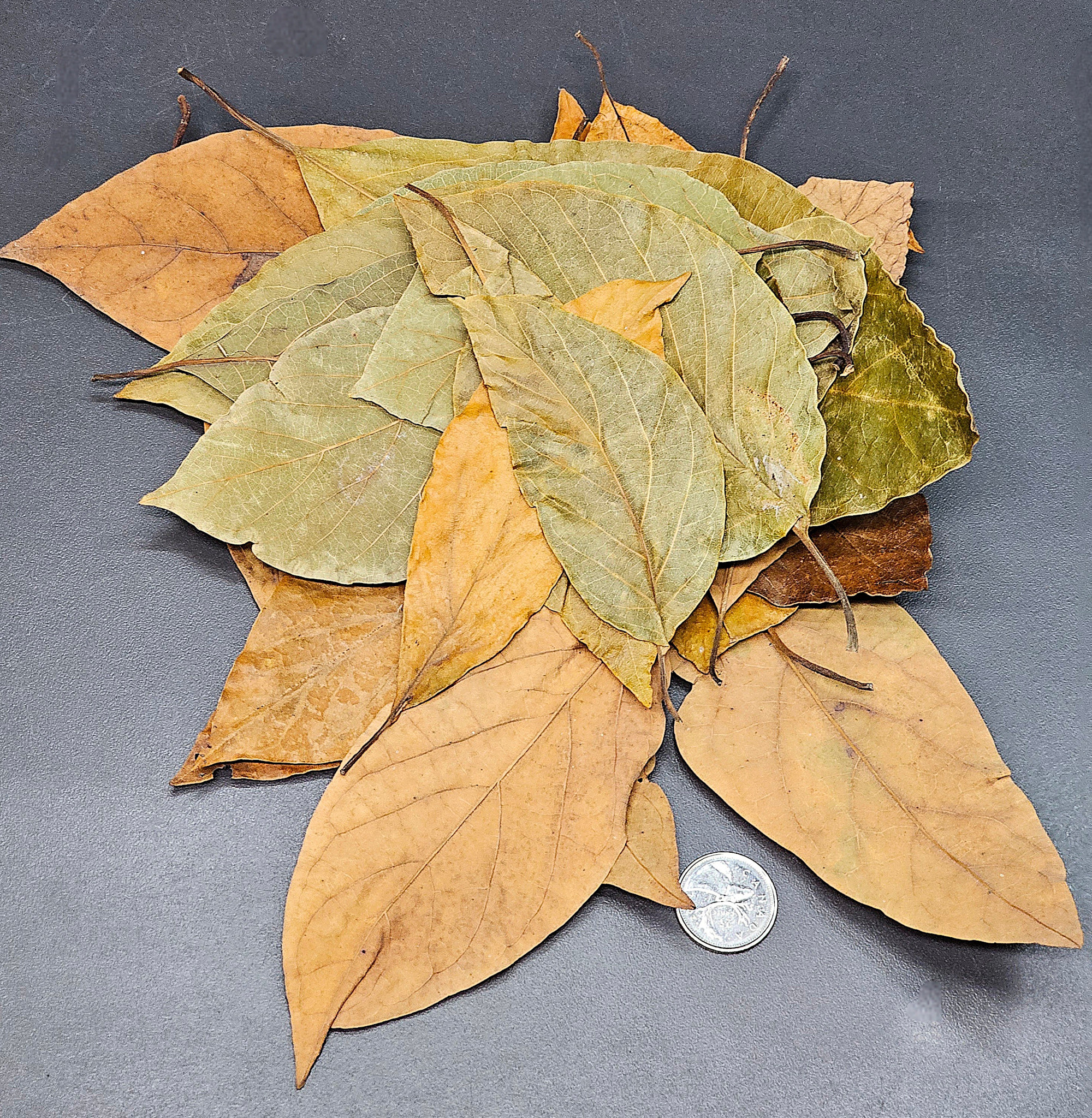 La Swamp LA SWAMP Feuilles d'avocatier