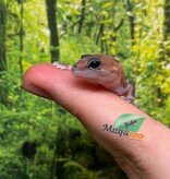 Magazoo Gecko à queue grasse  Zulu Femelle