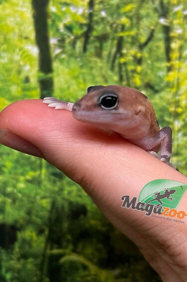 Magazoo Zulu Fat-tailed Gecko