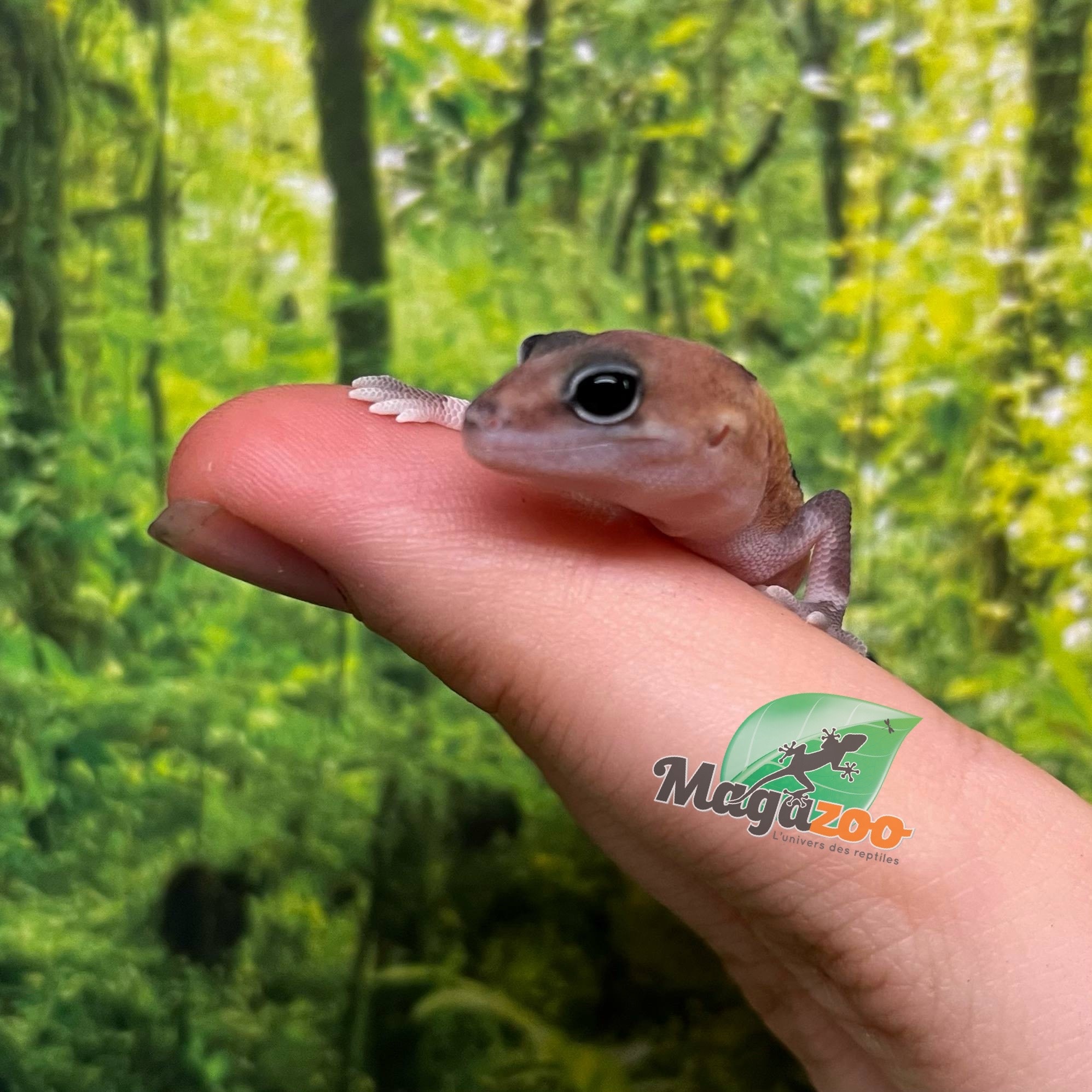 Magazoo Zulu Fat-tailed Gecko