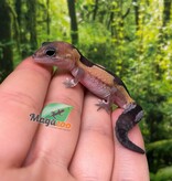 Magazoo Gecko à queue grasse  Zulu Femelle