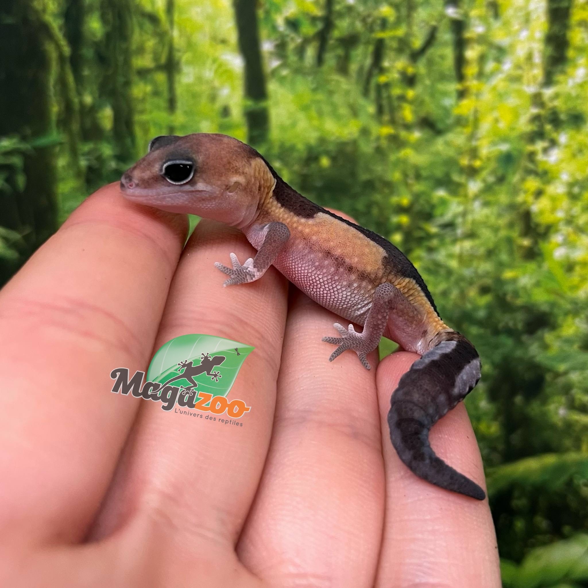 Magazoo Gecko à queue grasse  Zulu Femelle