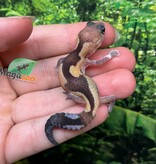 Magazoo Gecko à queue grasse  Zulu Femelle