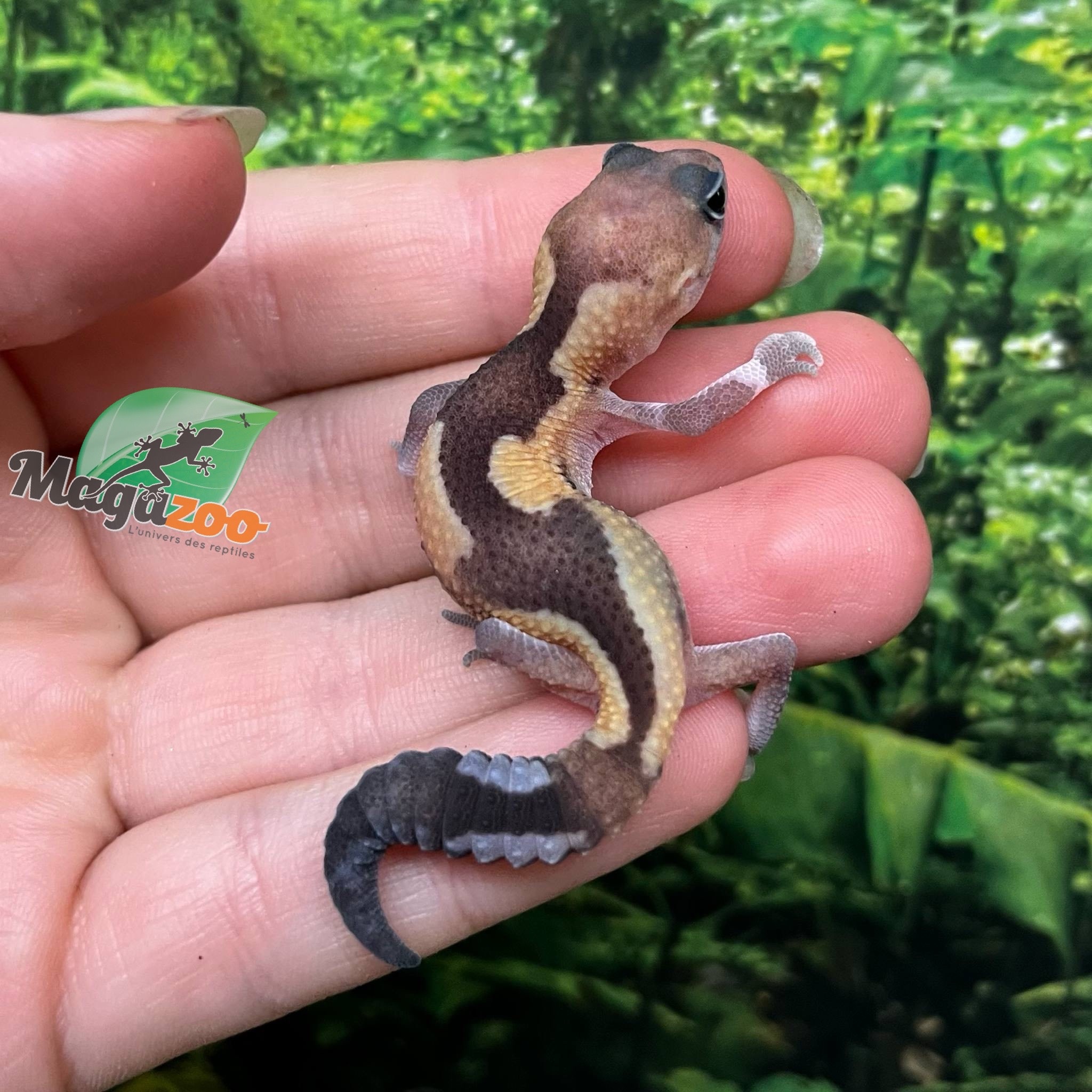Magazoo Zulu Fat-tailed Gecko
