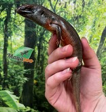 Magazoo Kenyan Zebra Skink #1 Juvenile (regrown tail)