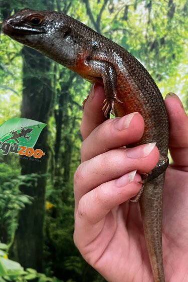 Magazoo Kenyan Zebra Skink #1 Juvenile (regrown tail)