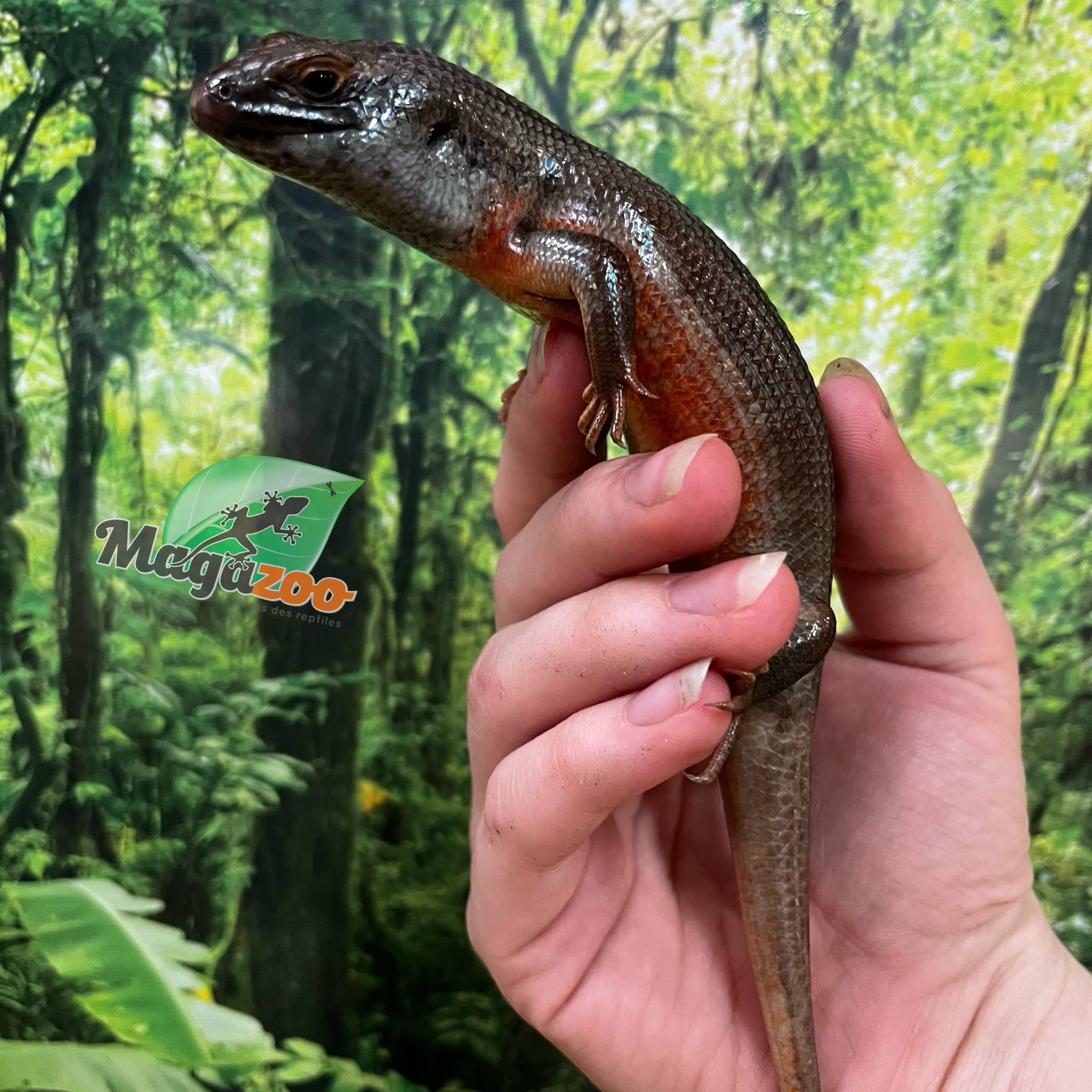 Magazoo Scinque zébré du Kenya Mâle #1 Juvénile (queue repoussée)