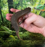 Magazoo Kenyan Zebra Skink #1 Juvenile (regrown tail)