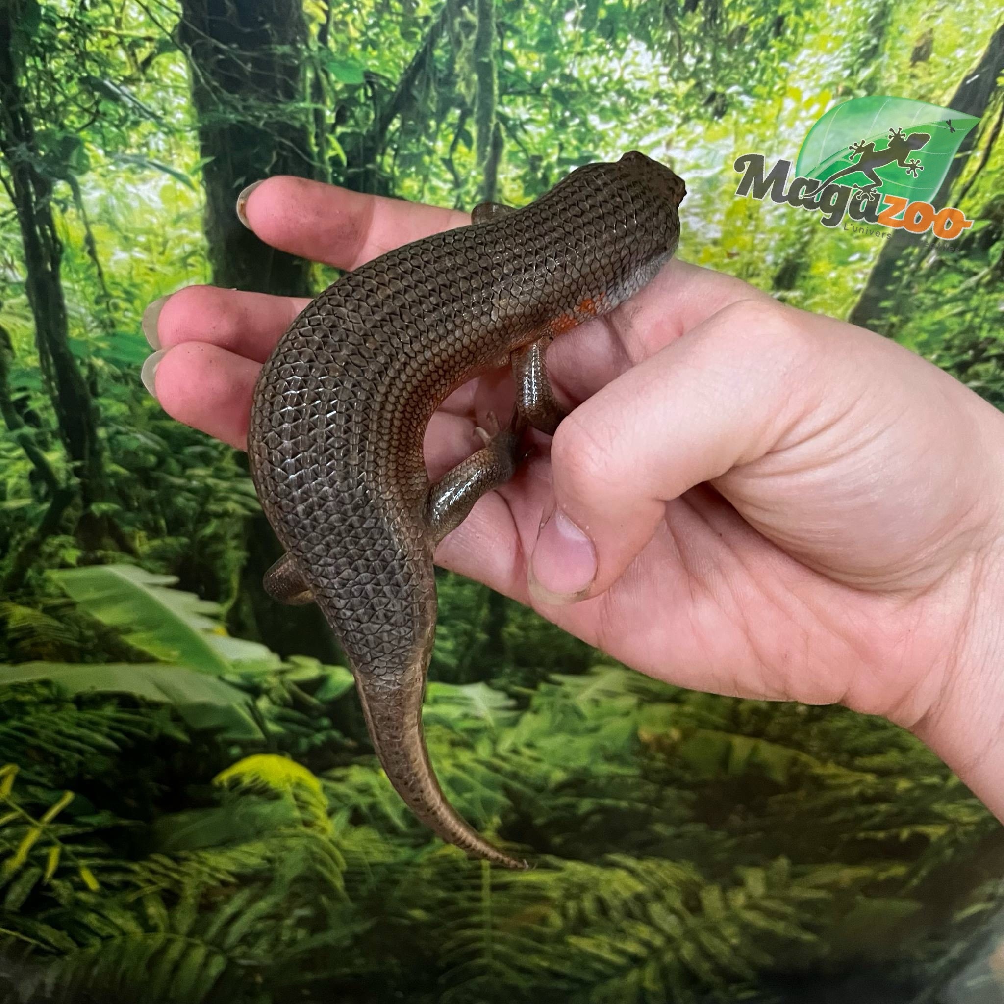 Magazoo Kenyan Zebra Skink #1 Juvenile (regrown tail)
