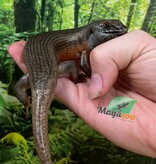 Magazoo Kenyan Zebra Skink #1 Juvenile (regrown tail)