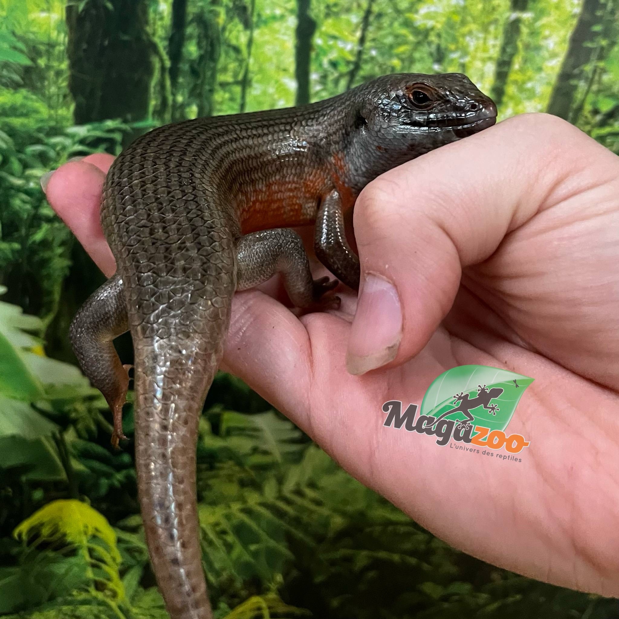 Magazoo Scinque zébré du Kenya Mâle #1 Juvénile (queue repoussée)