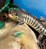 Magazoo Kenyan Zebra skink Captive Born 10-28-24