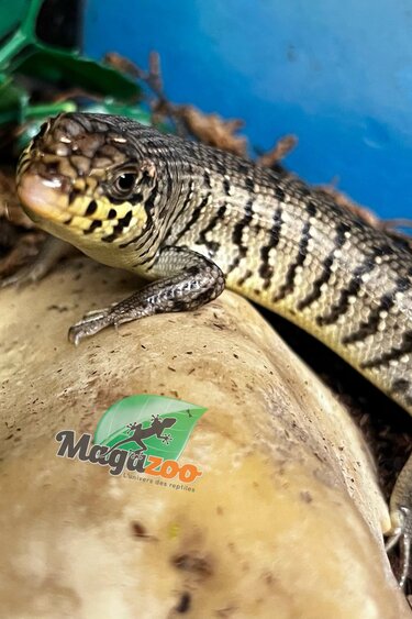 Magazoo Kenyan Zebra skink Captive Born 10-28-24