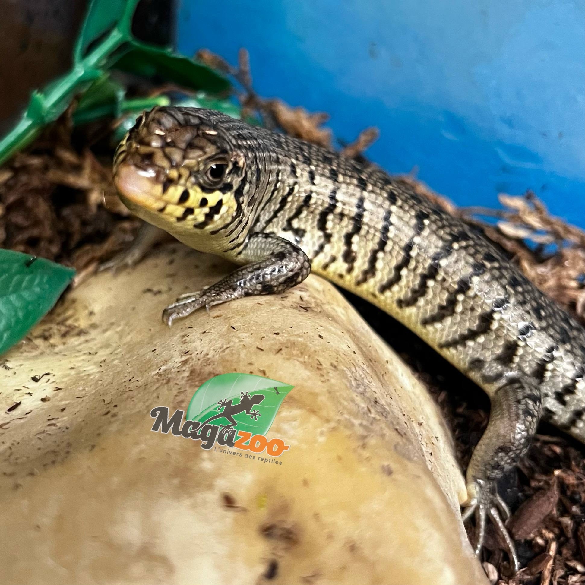 Magazoo Kenyan Zebra skink Captive Born 10-28-24