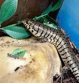 Magazoo Kenyan Zebra skink Captive Born 10-28-24