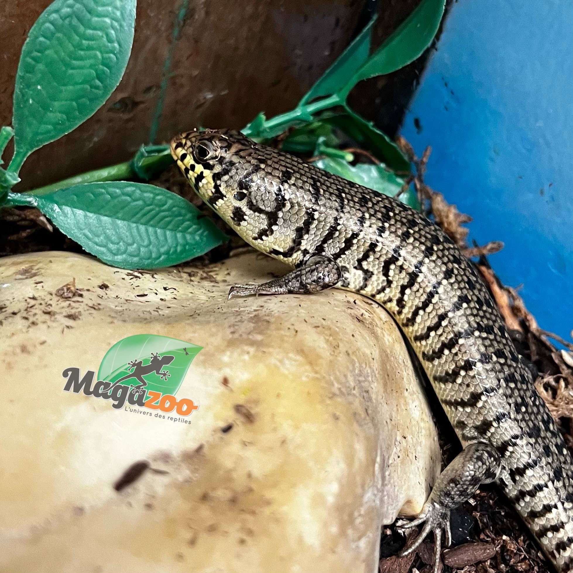Magazoo Kenyan Zebra skink Captive Born 10-28-24