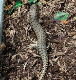 Magazoo Kenyan Zebra skink Captive Born 10-28-24