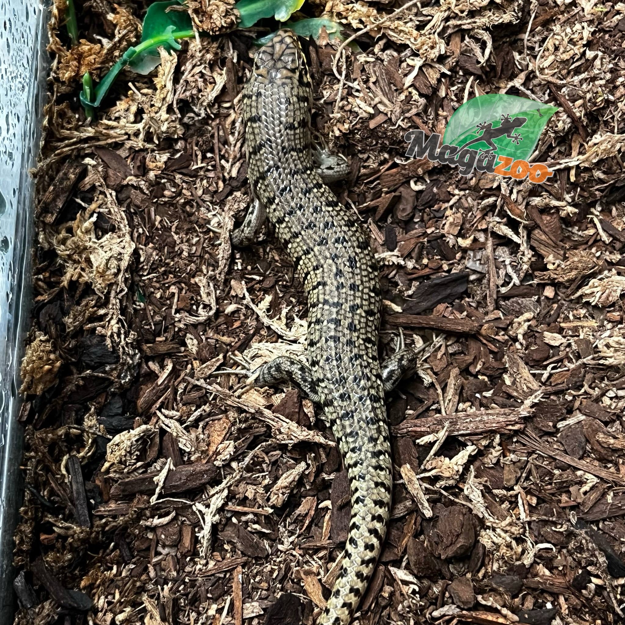 Magazoo Kenyan Zebra skink Captive Born 10-28-24