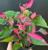 Magazoo Alternanthera Ficoidea 'Party Time' Plant