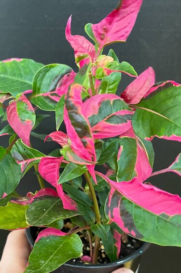 Magazoo Plante Alternanthera Ficoidea 'Party Time' 10cm
