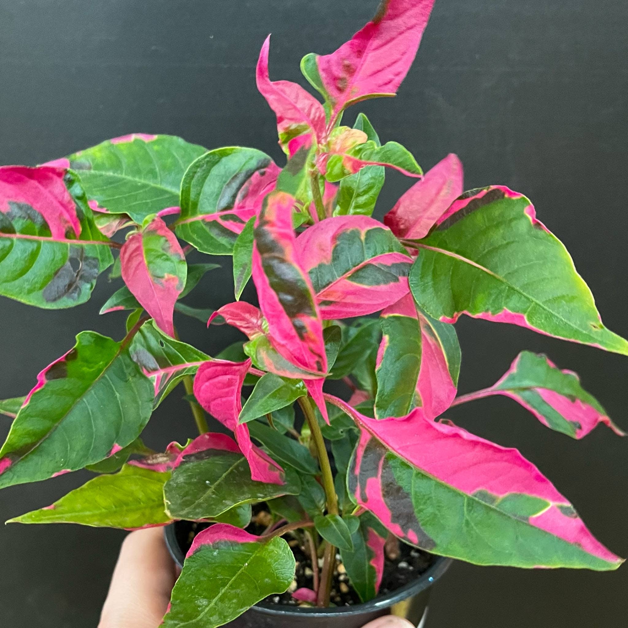 Magazoo Plante Alternanthera Ficoidea 'Party Time' 10cm