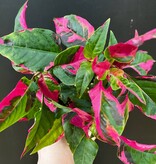 Magazoo Alternanthera Ficoidea 'Party Time' Plant