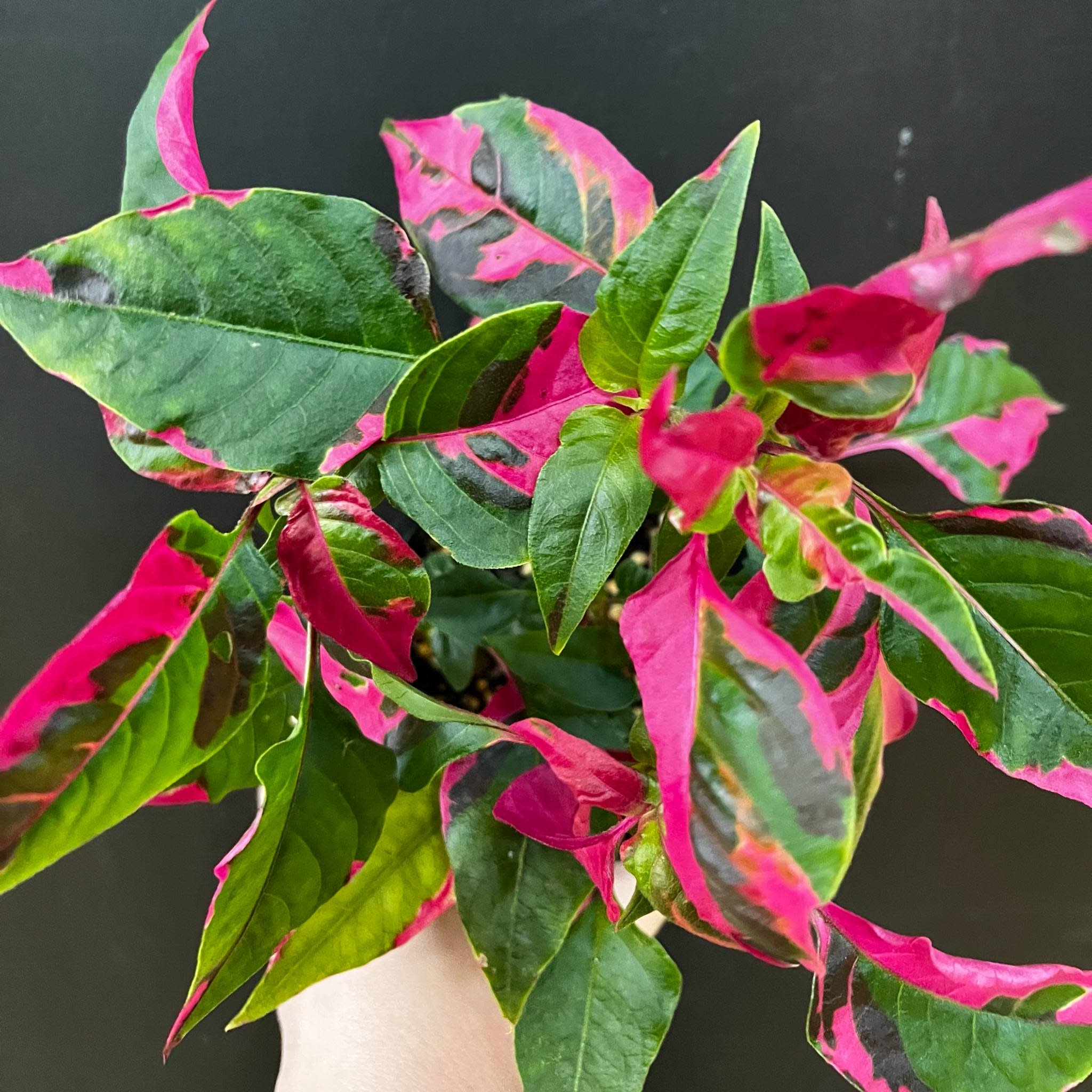 Magazoo Alternanthera Ficoidea 'Party Time' Plant