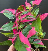 Magazoo Alternanthera Ficoidea 'Party Time' Plant