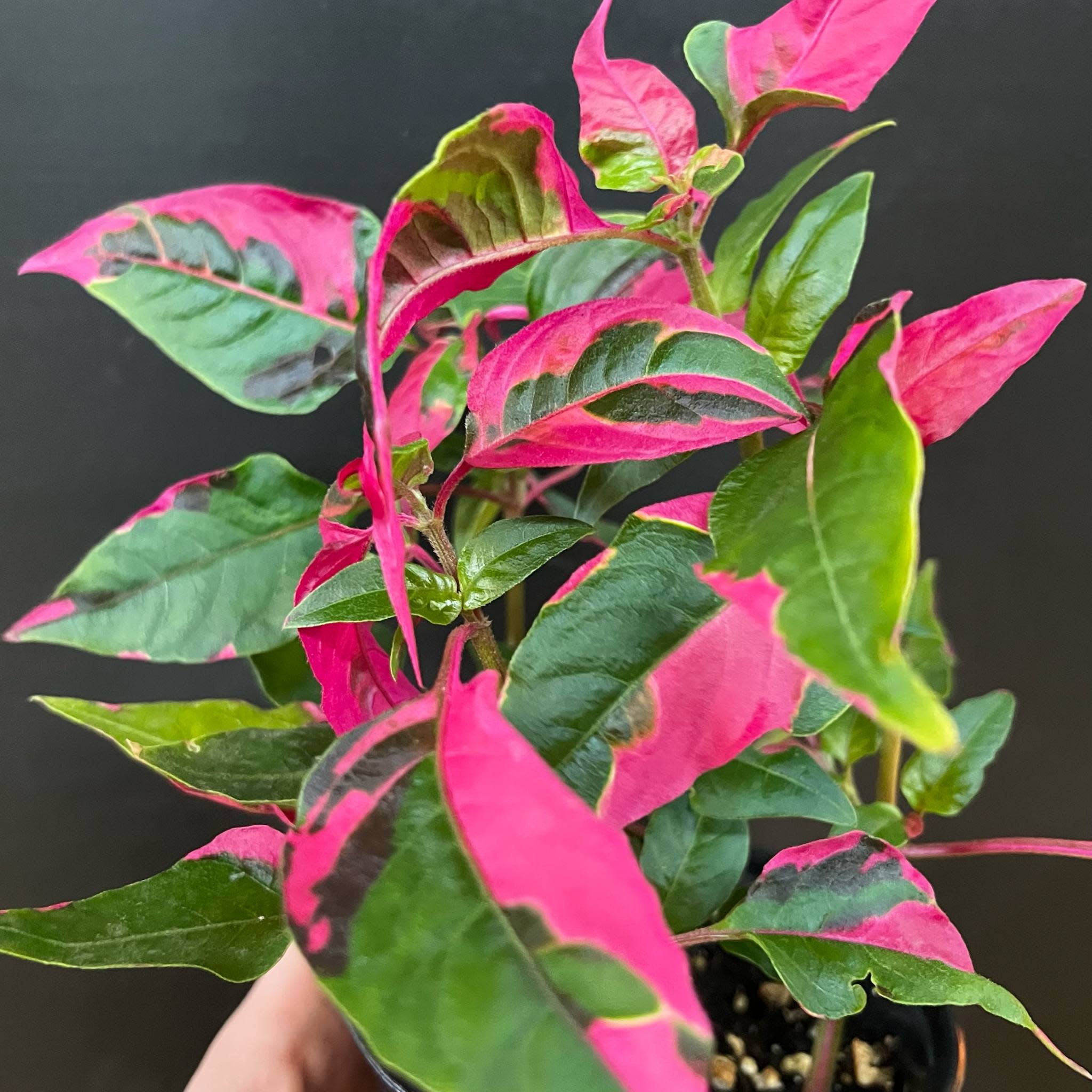 Magazoo Alternanthera Ficoidea 'Party Time' Plant