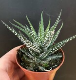 Magazoo Plante Haworthia Attenuata 6cm
