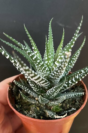 Magazoo Plante Haworthia Attenuata 6cm