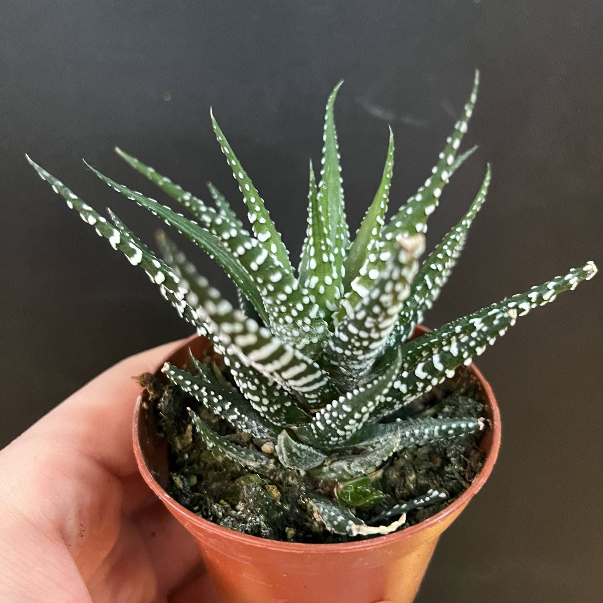 Magazoo Plante Haworthia Attenuata 6cm