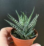 Magazoo Plante Haworthia Attenuata 6cm
