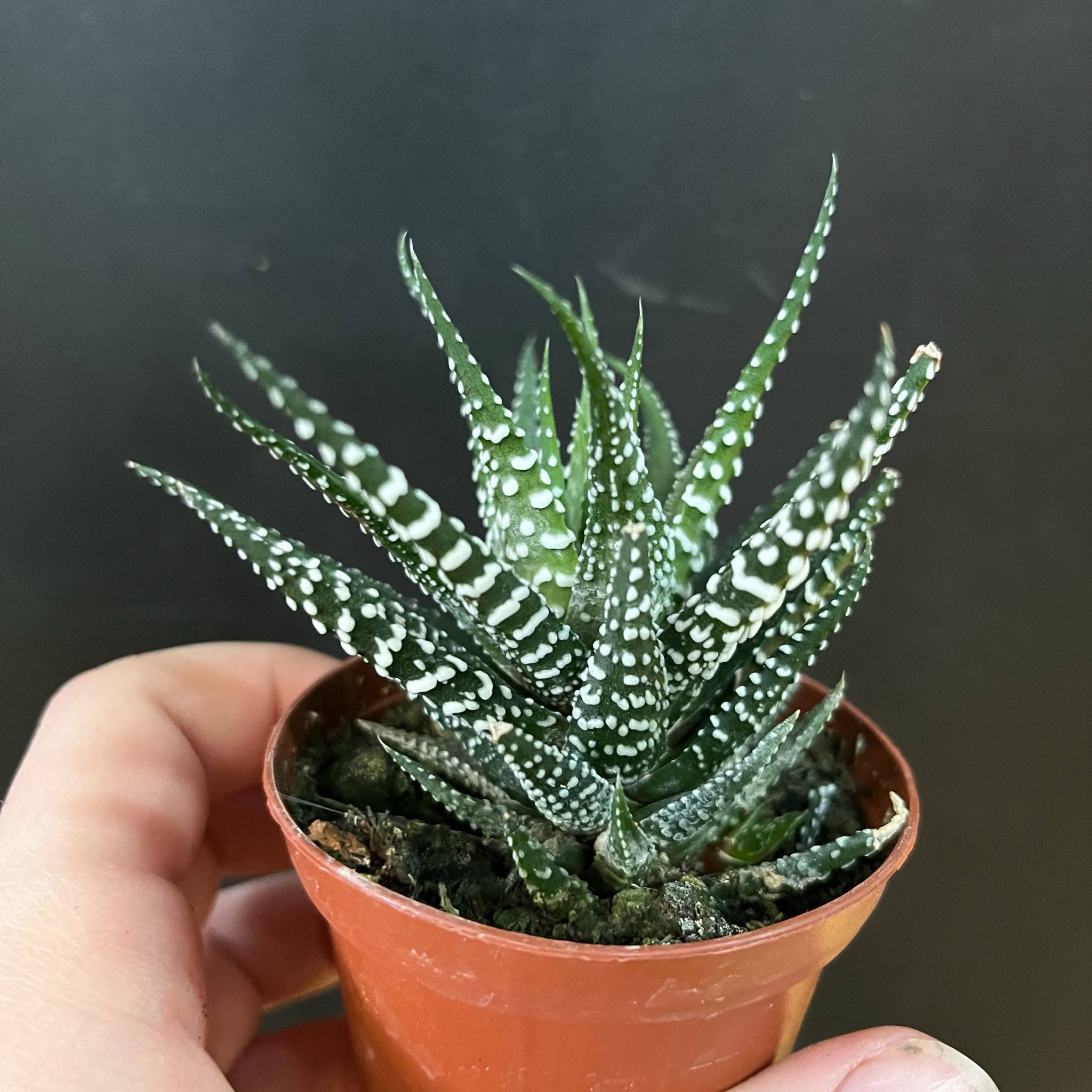 Magazoo Ponte Haworthia Attenuata 6 cm