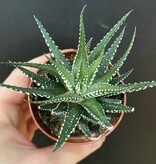 Magazoo Plante Haworthia Attenuata 6cm