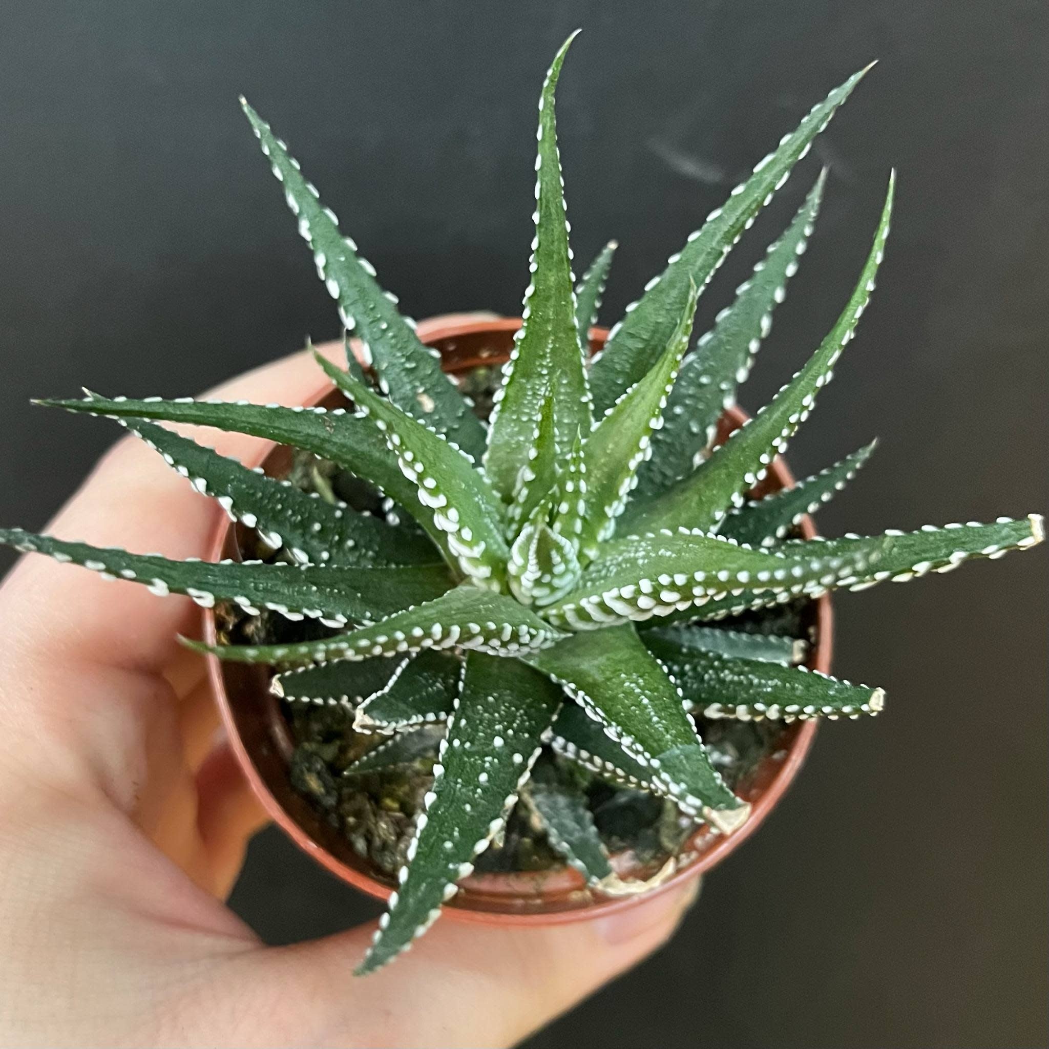 Magazoo Ponte Haworthia Attenuata 6 cm