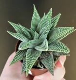 Magazoo Plante Haworthia Limifolia 'Striata