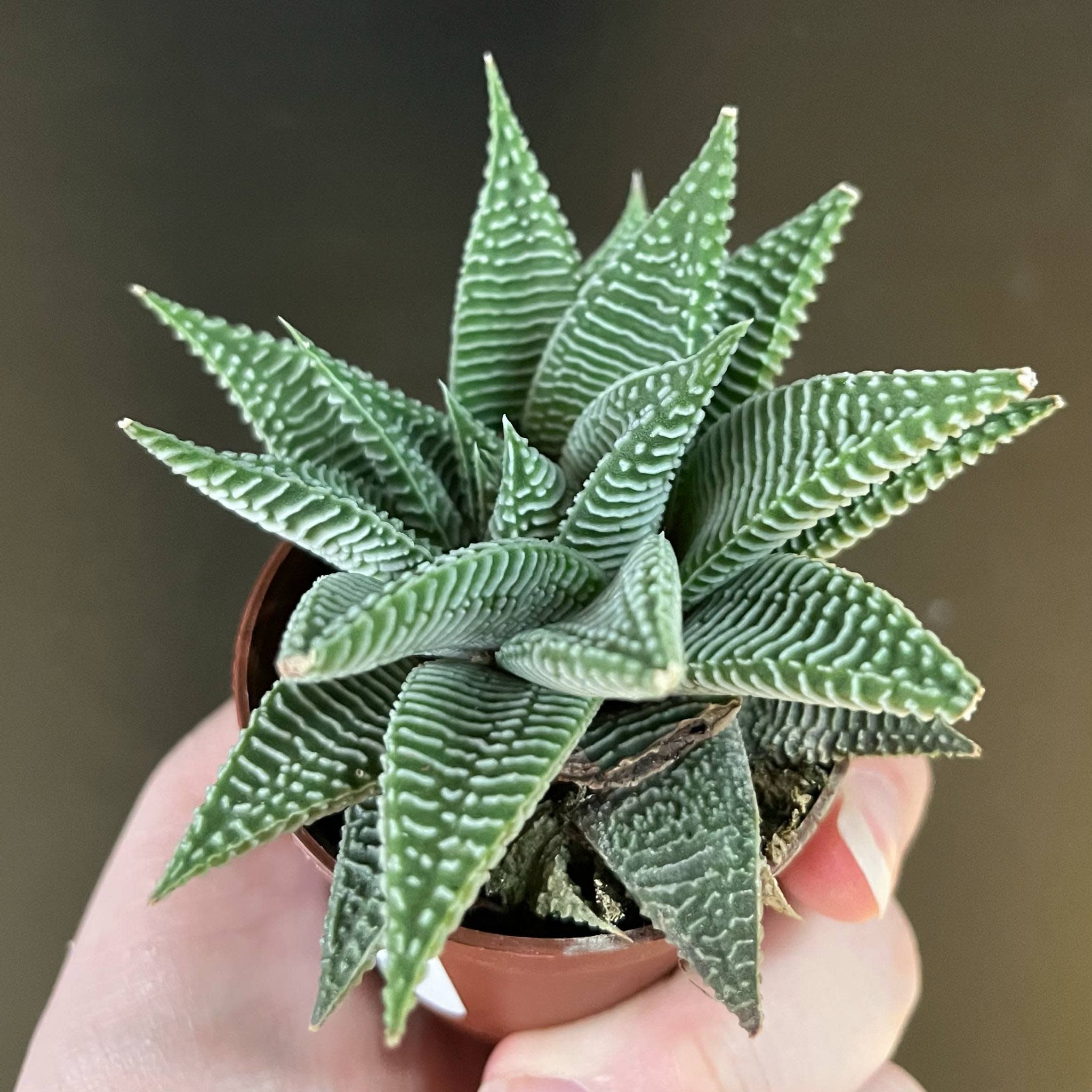 Magazoo Haworthia Limifolia 'Striata' Plant